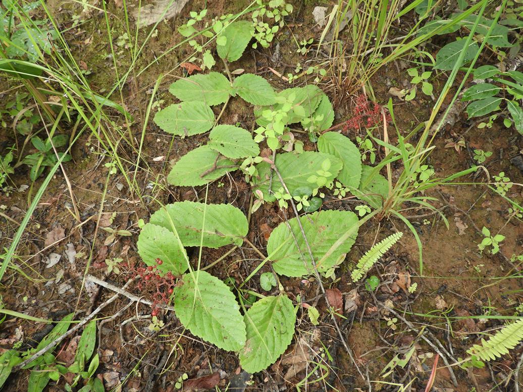 Cyphostemma wittei Cyphostemma wittei