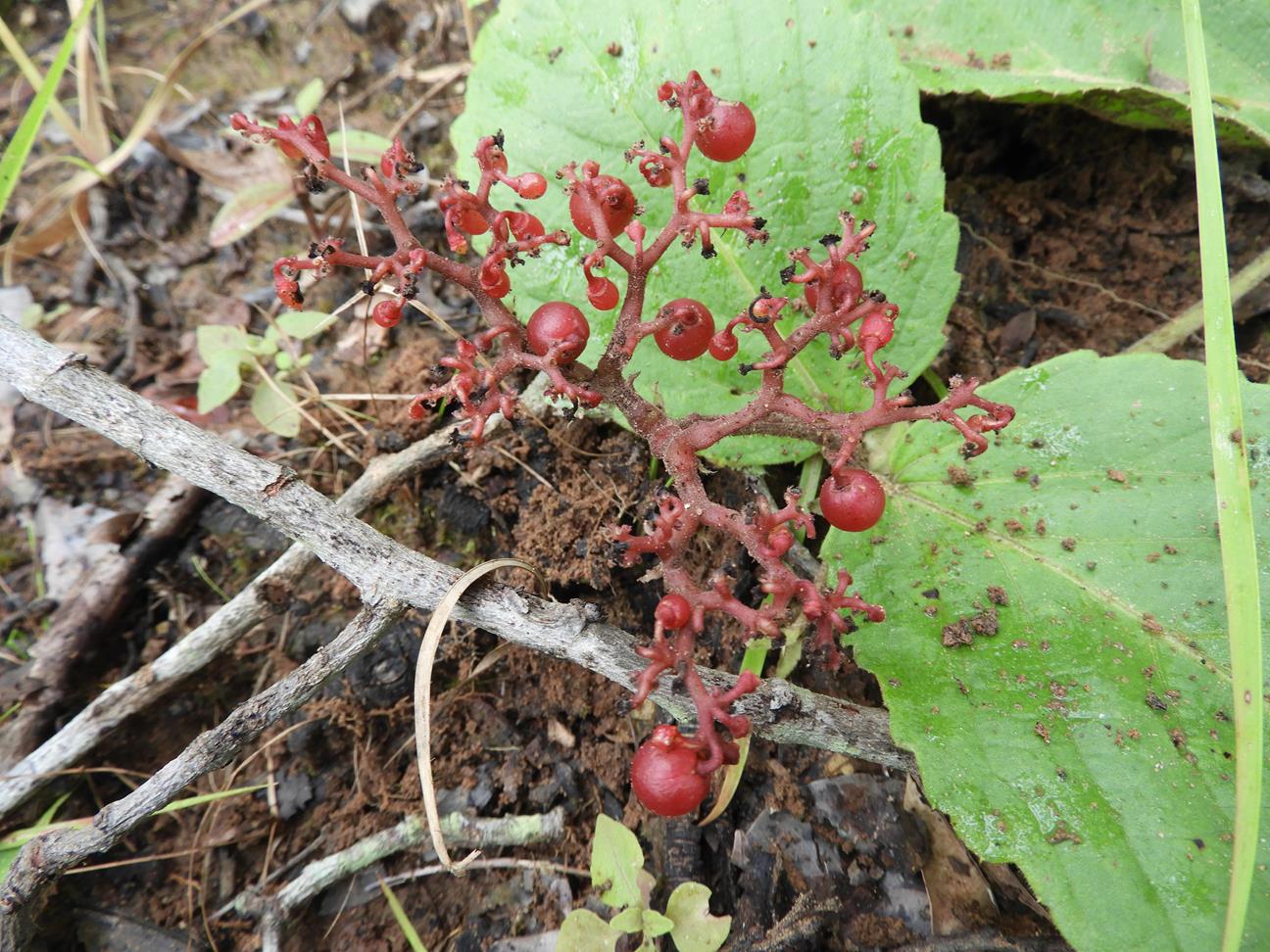 Cyphostemma wittei Cyphostemma wittei