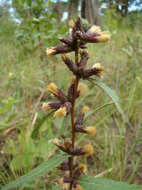 Vernonia polysphaera Vernonia polysphaera
