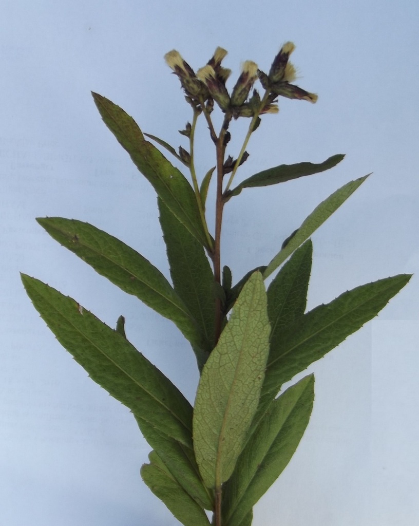 Vernonia polysphaera Vernonia polysphaera