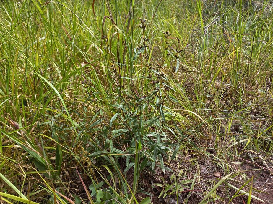 Vernonia polysphaera Vernonia polysphaera