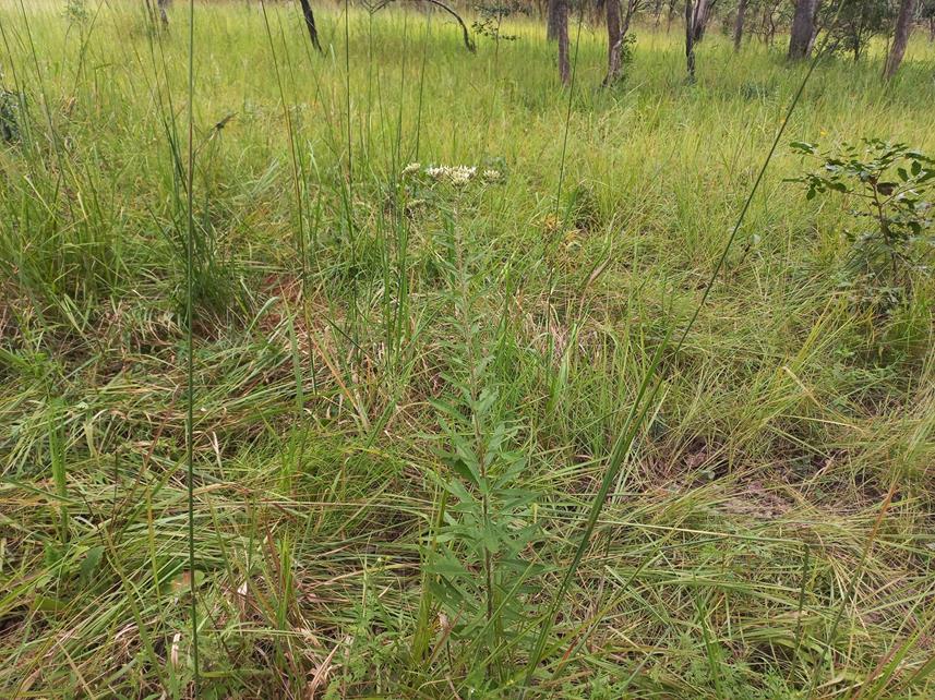 Vernonia sunzuensis Vernonia sunzuensis