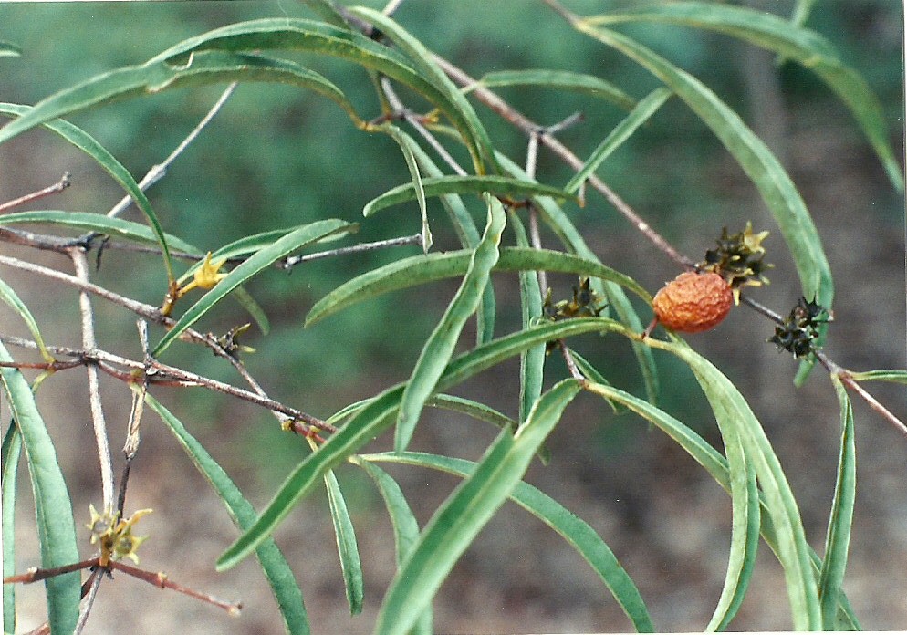 Fadogia gossweileri Fadogia gossweileri
