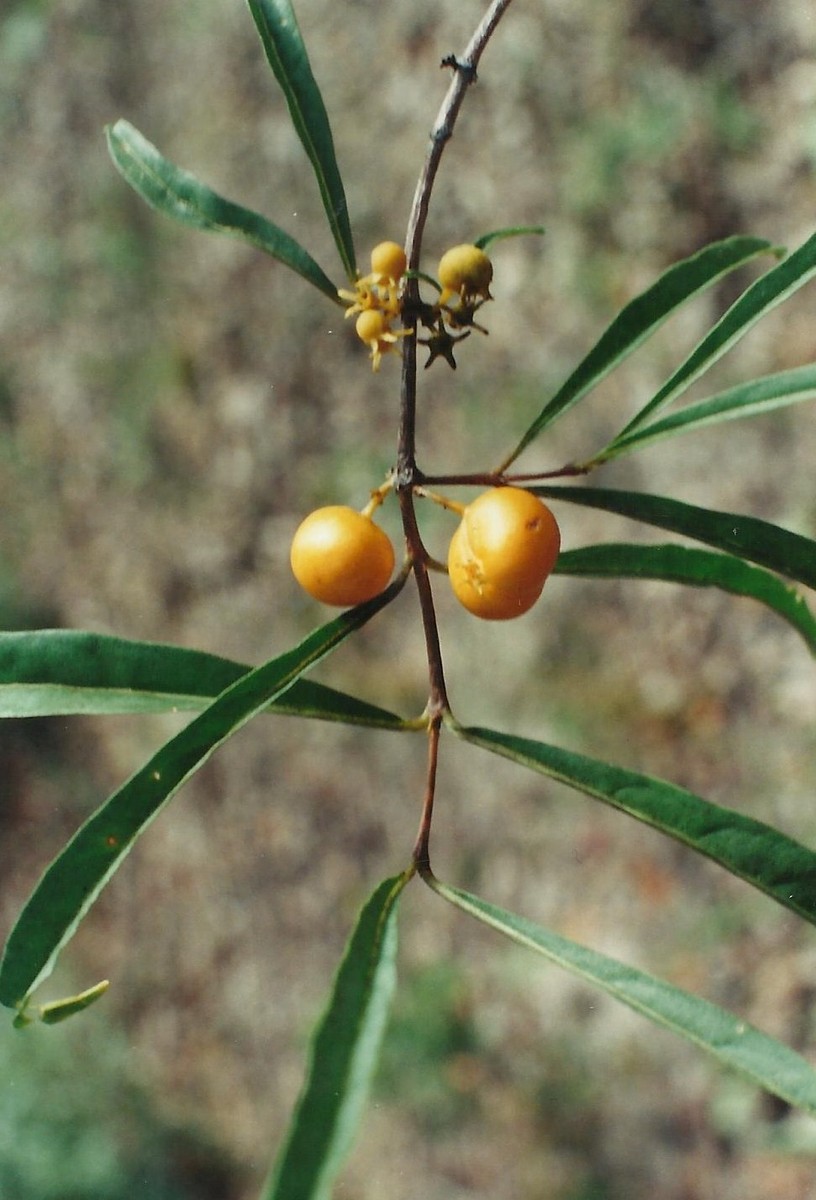 Fadogia gossweileri Fadogia gossweileri