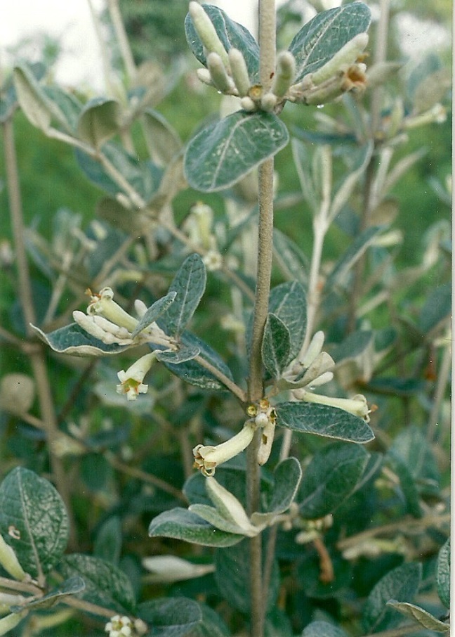 Fadogiella rogersii Fadogiella rogersii