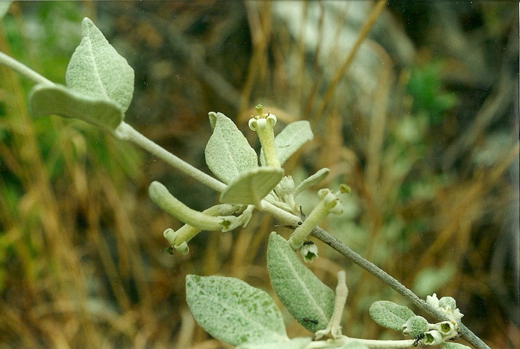 Fadogiella rogersii Fadogiella rogersii