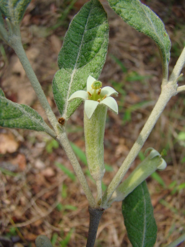 Fadogiella rogersii Fadogiella rogersii