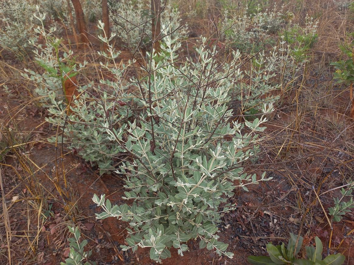 Fadogiella rogersii Fadogiella rogersii