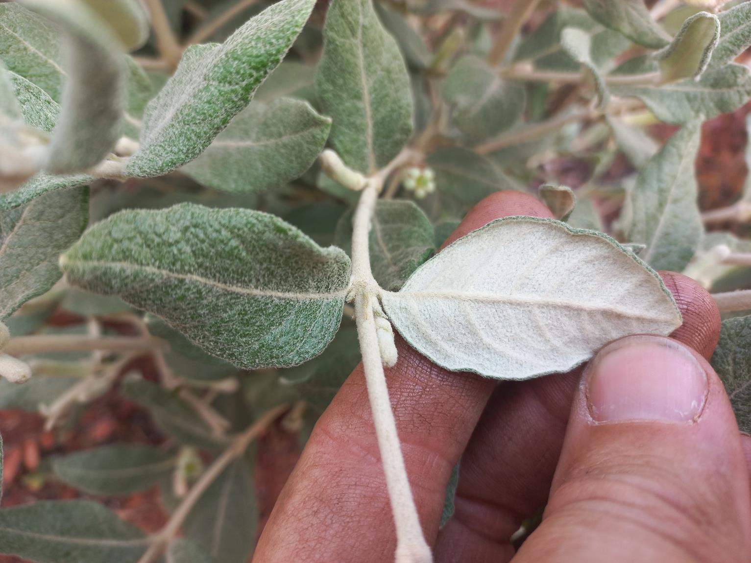 Fadogiella rogersii Fadogiella rogersii