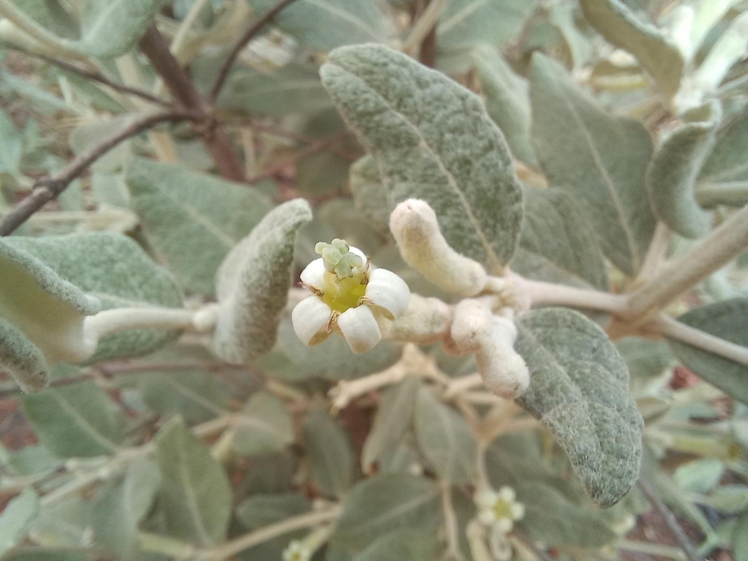 Fadogiella rogersii Fadogiella rogersii