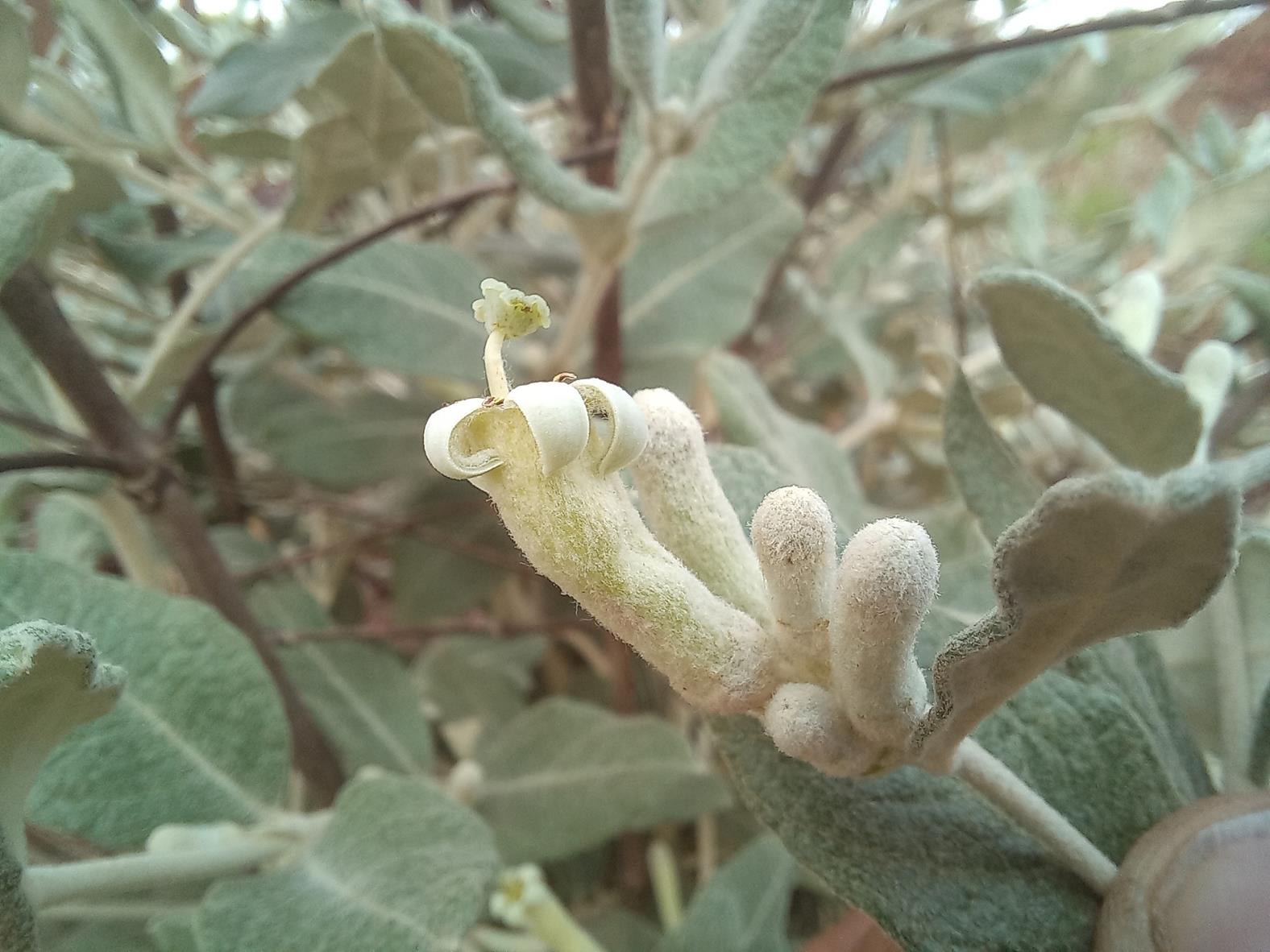Fadogiella rogersii Fadogiella rogersii