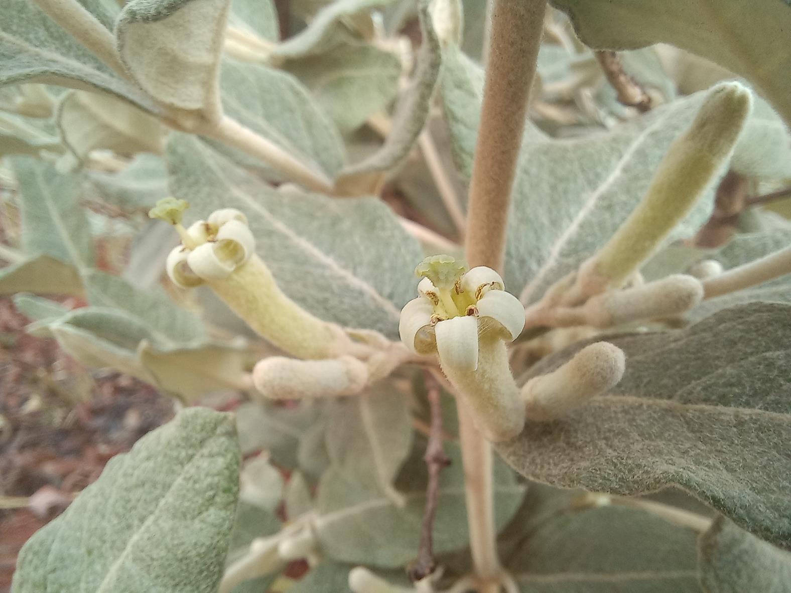 Fadogiella rogersii Fadogiella rogersii