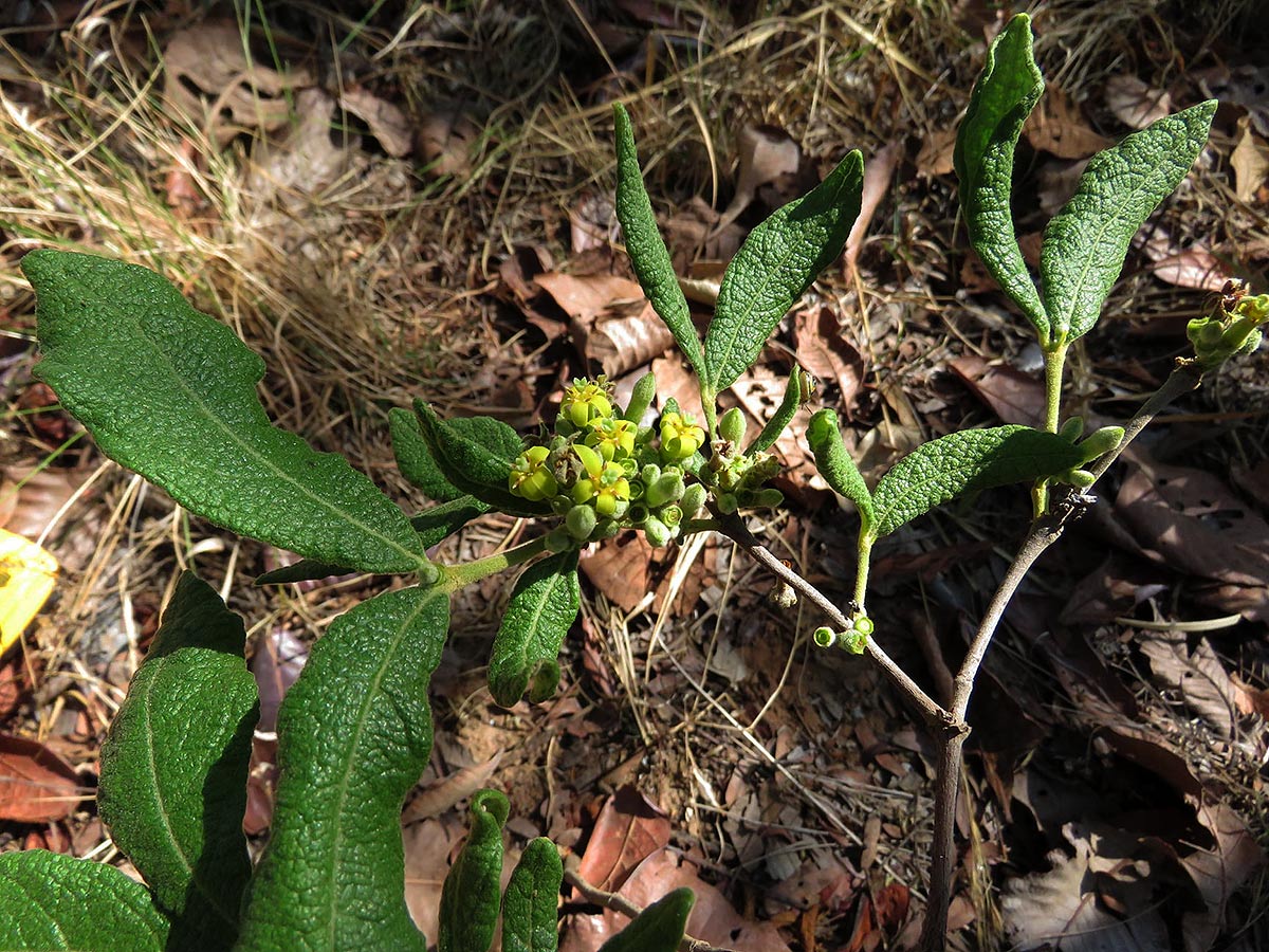 Fadogiella stigmatoloba Fadogiella stigmatoloba