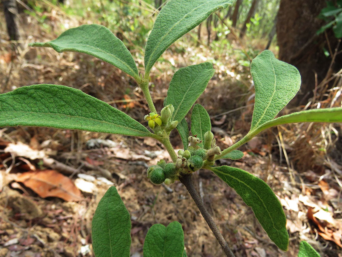 Fadogiella stigmatoloba Fadogiella stigmatoloba