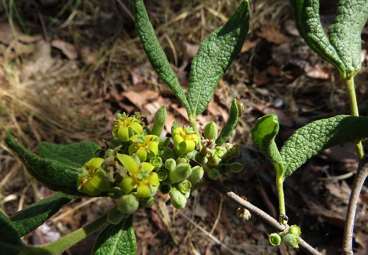 Fadogiella stigmatoloba Fadogiella stigmatoloba