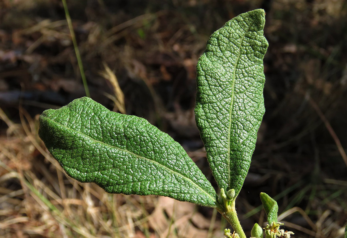 Fadogiella stigmatoloba Fadogiella stigmatoloba