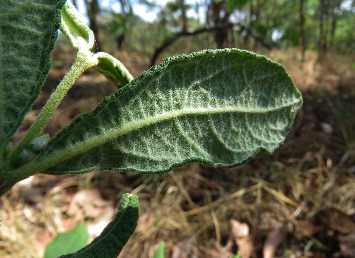 Fadogiella stigmatoloba Fadogiella stigmatoloba