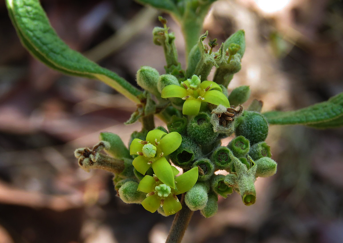 Fadogiella stigmatoloba Fadogiella stigmatoloba