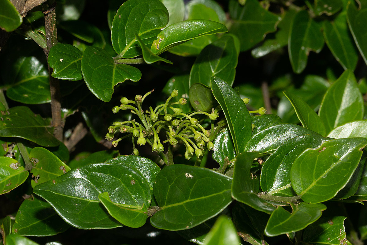 Psydrax whitei Psydrax whitei