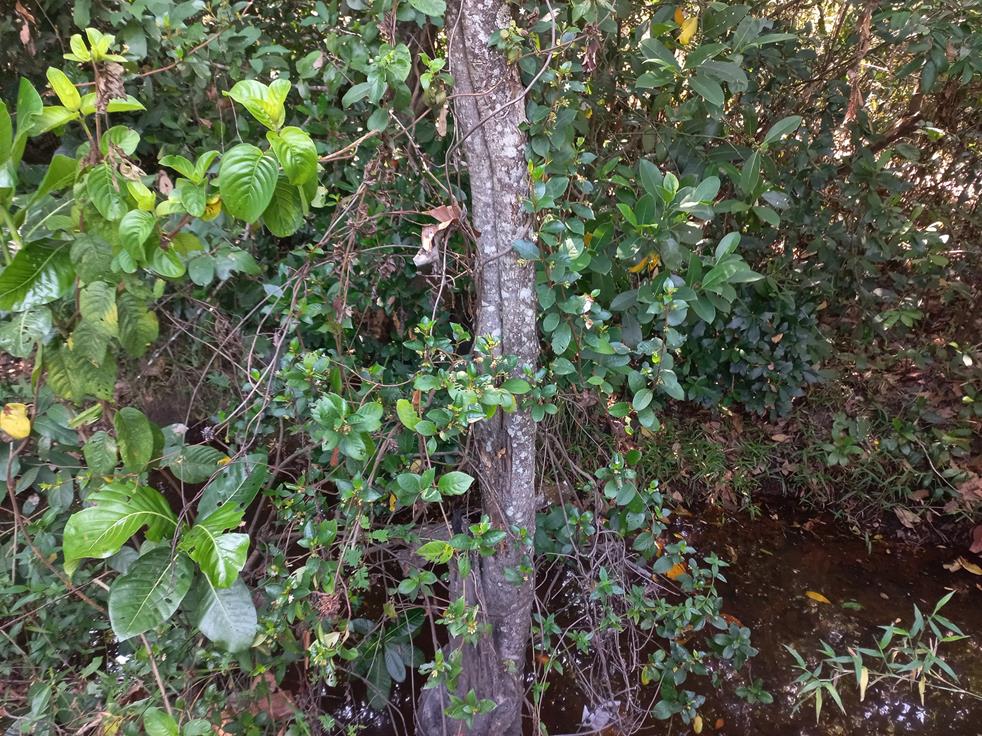 Sabicea dinklagei Sabicea dinklagei