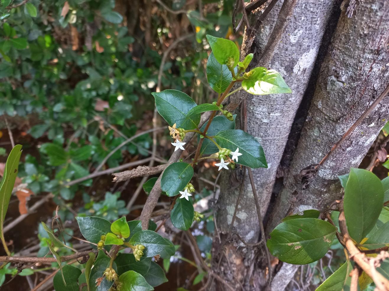 Sabicea dinklagei Sabicea dinklagei