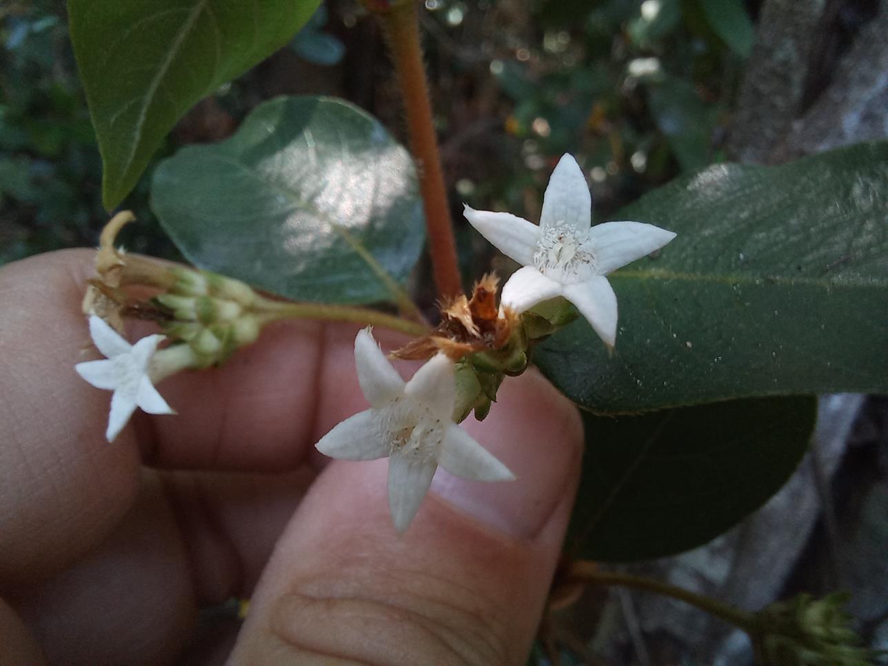 Sabicea dinklagei Sabicea dinklagei