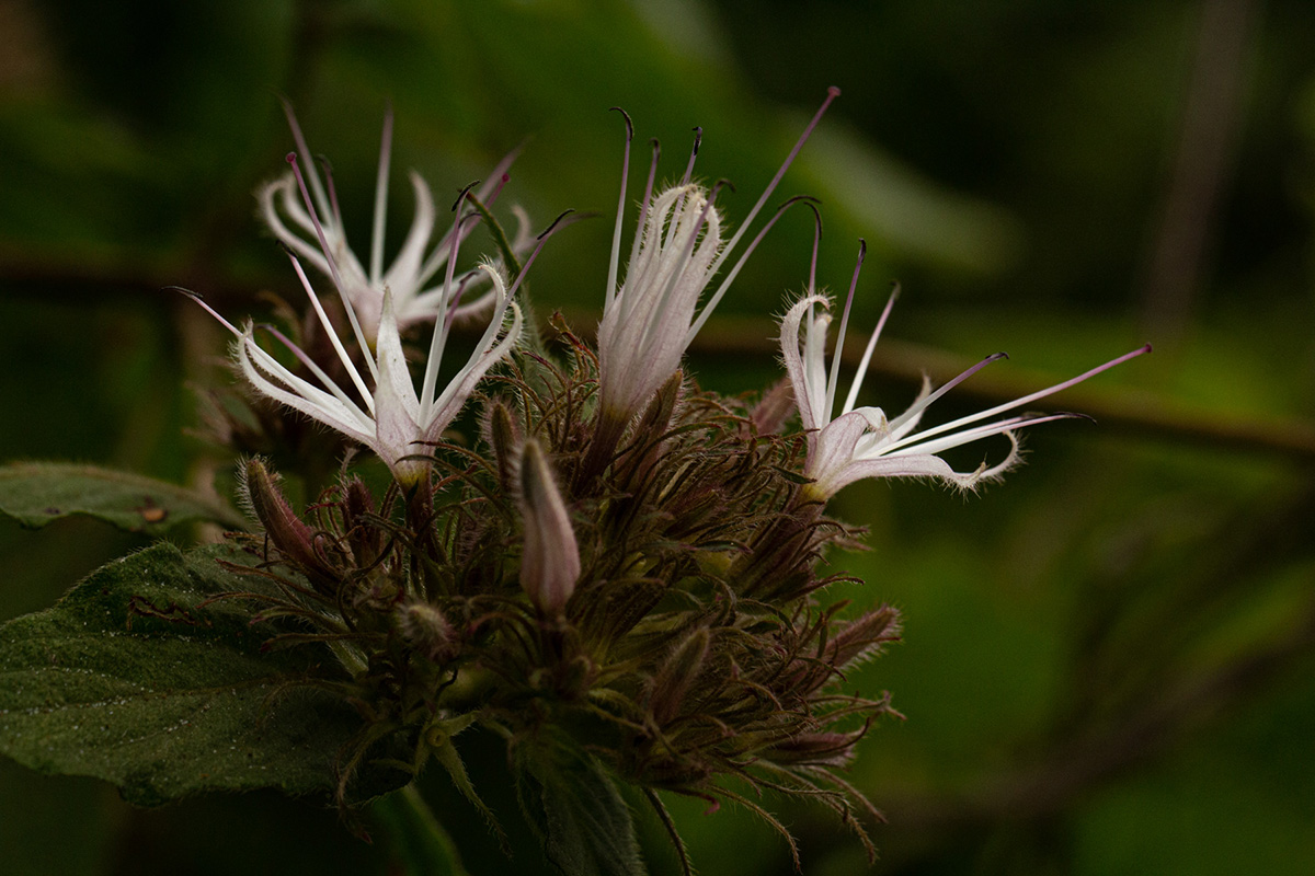 Virectaria major subsp. major Virectaria major subsp. major