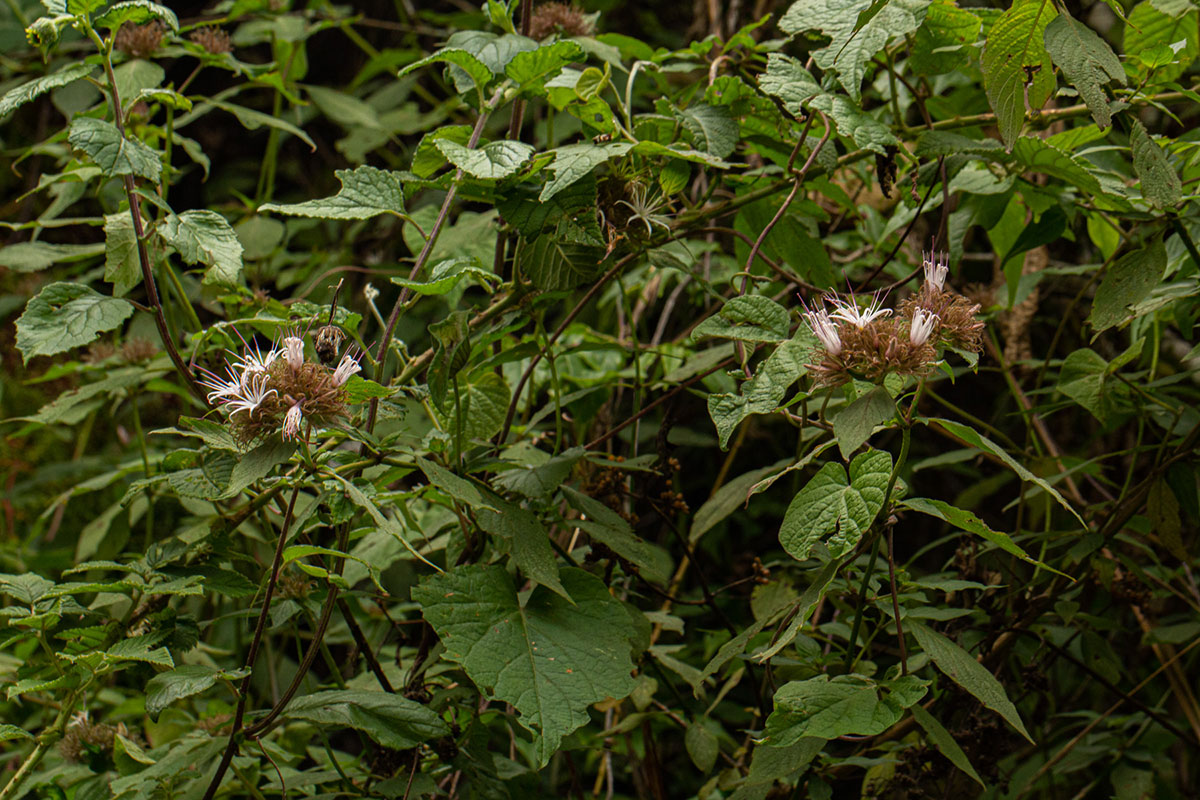 Virectaria major subsp. major Virectaria major subsp. major