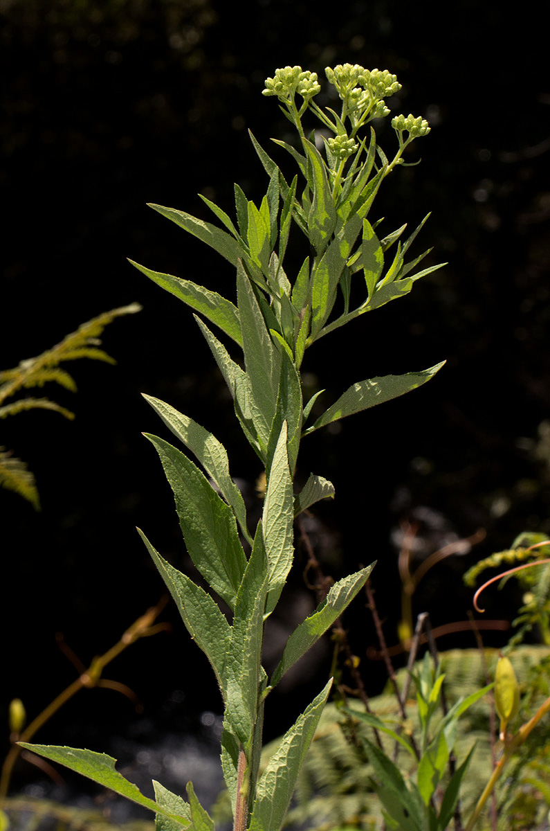 Microglossa pyrrhopappa Microglossa pyrrhopappa