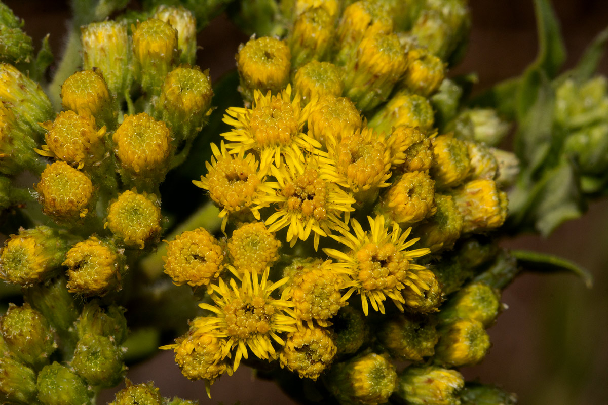 Microglossa pyrrhopappa Microglossa pyrrhopappa