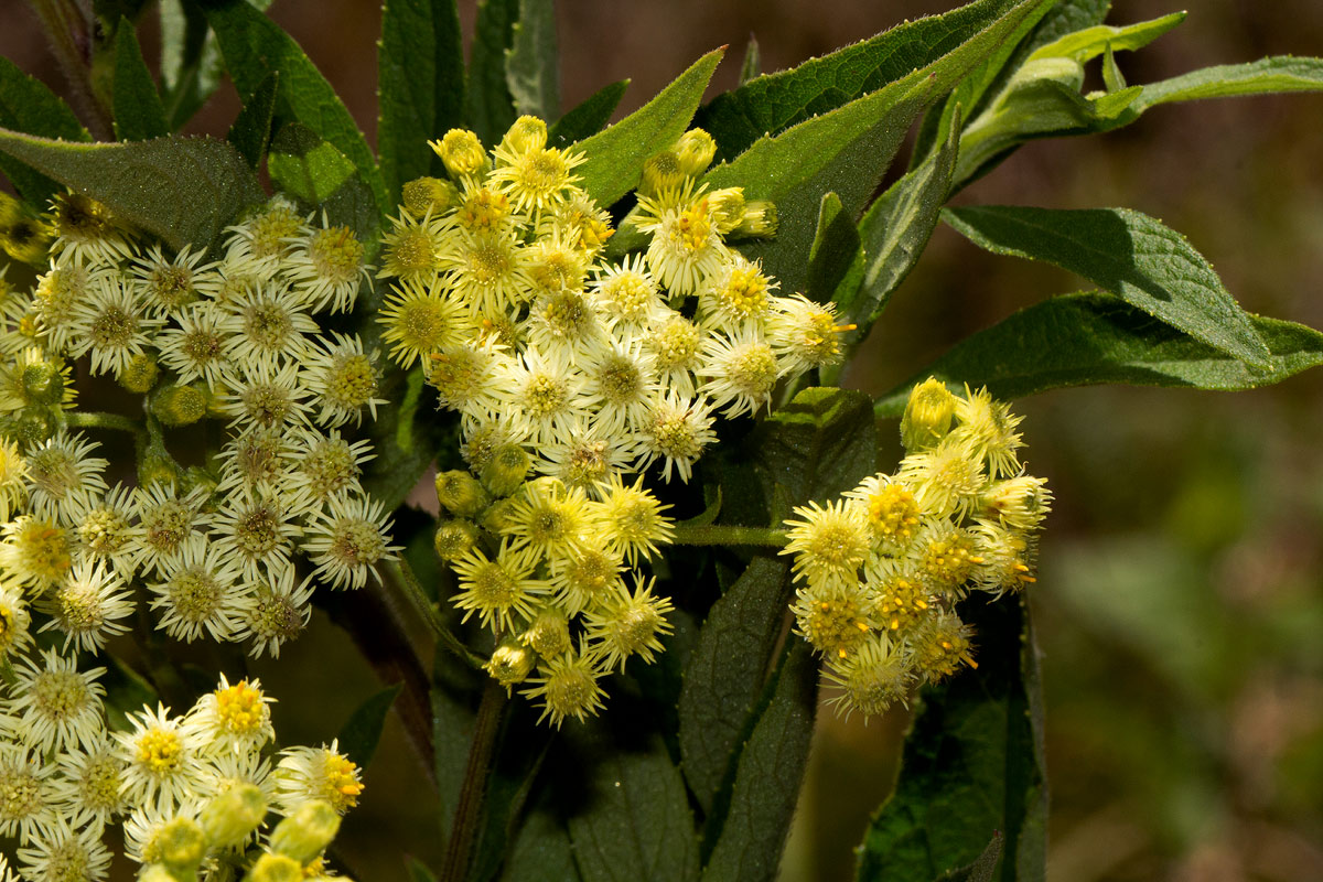 Microglossa pyrrhopappa Microglossa pyrrhopappa