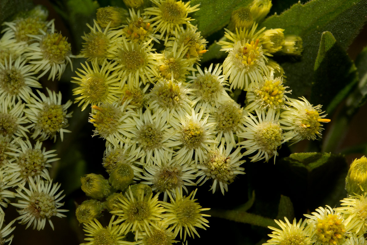 Microglossa pyrrhopappa Microglossa pyrrhopappa