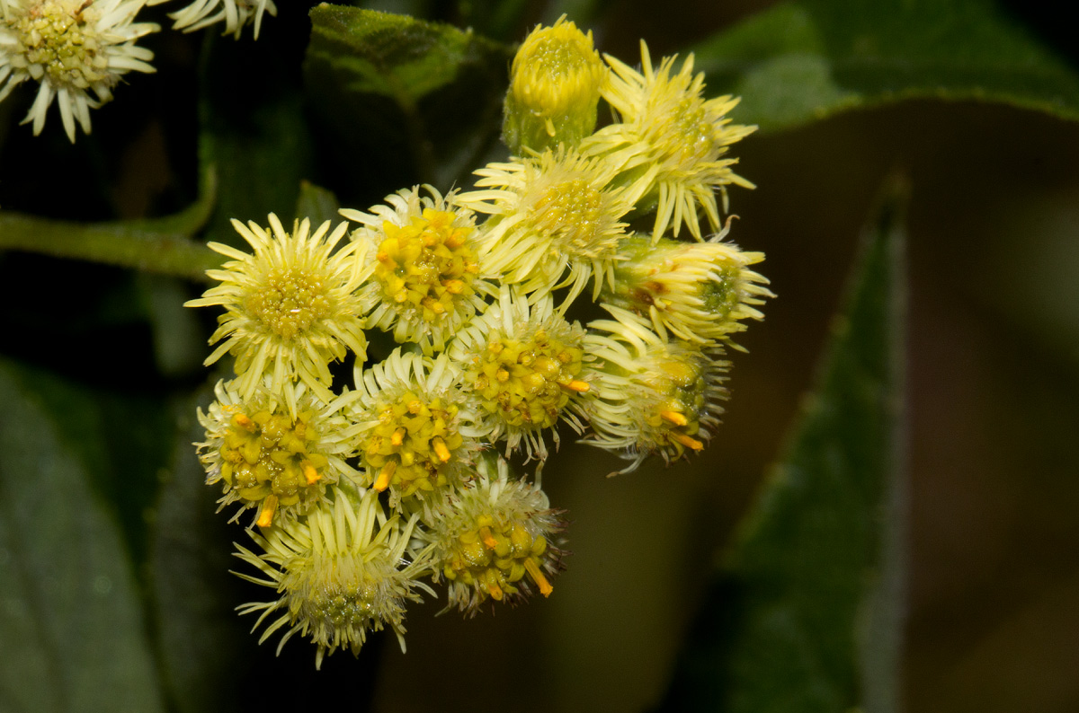 Microglossa pyrrhopappa Microglossa pyrrhopappa