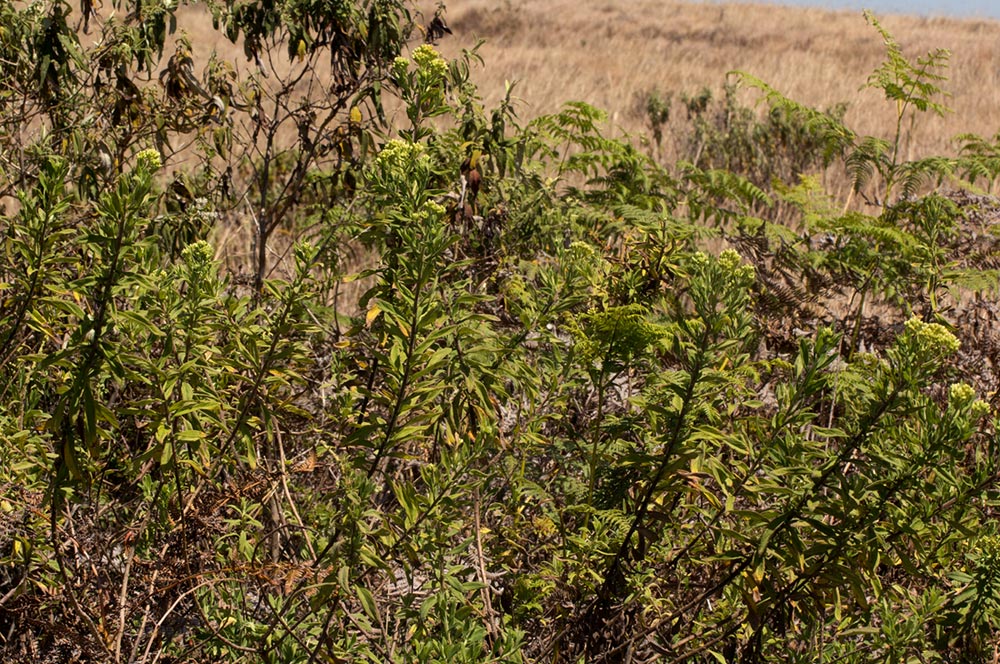 Microglossa pyrrhopappa Microglossa pyrrhopappa