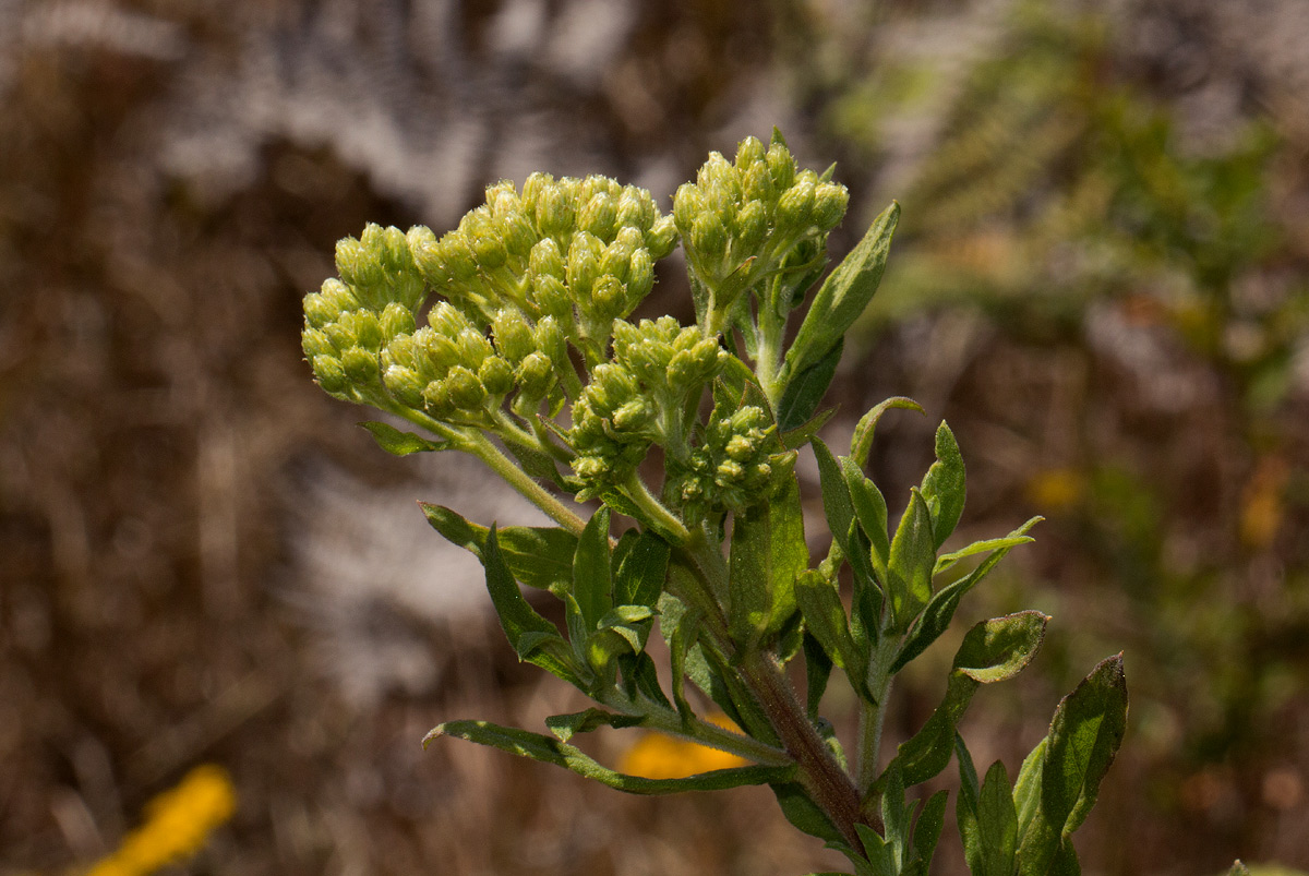 Microglossa pyrrhopappa Microglossa pyrrhopappa