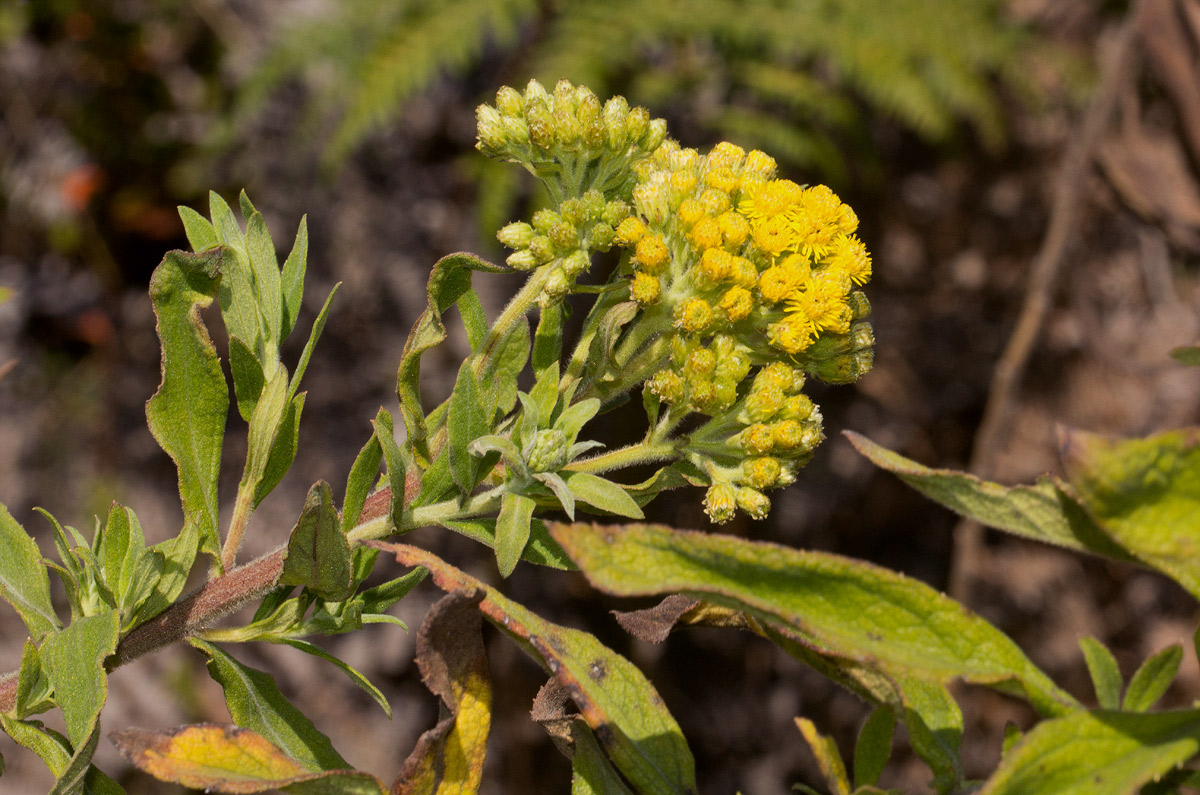 Microglossa pyrrhopappa Microglossa pyrrhopappa