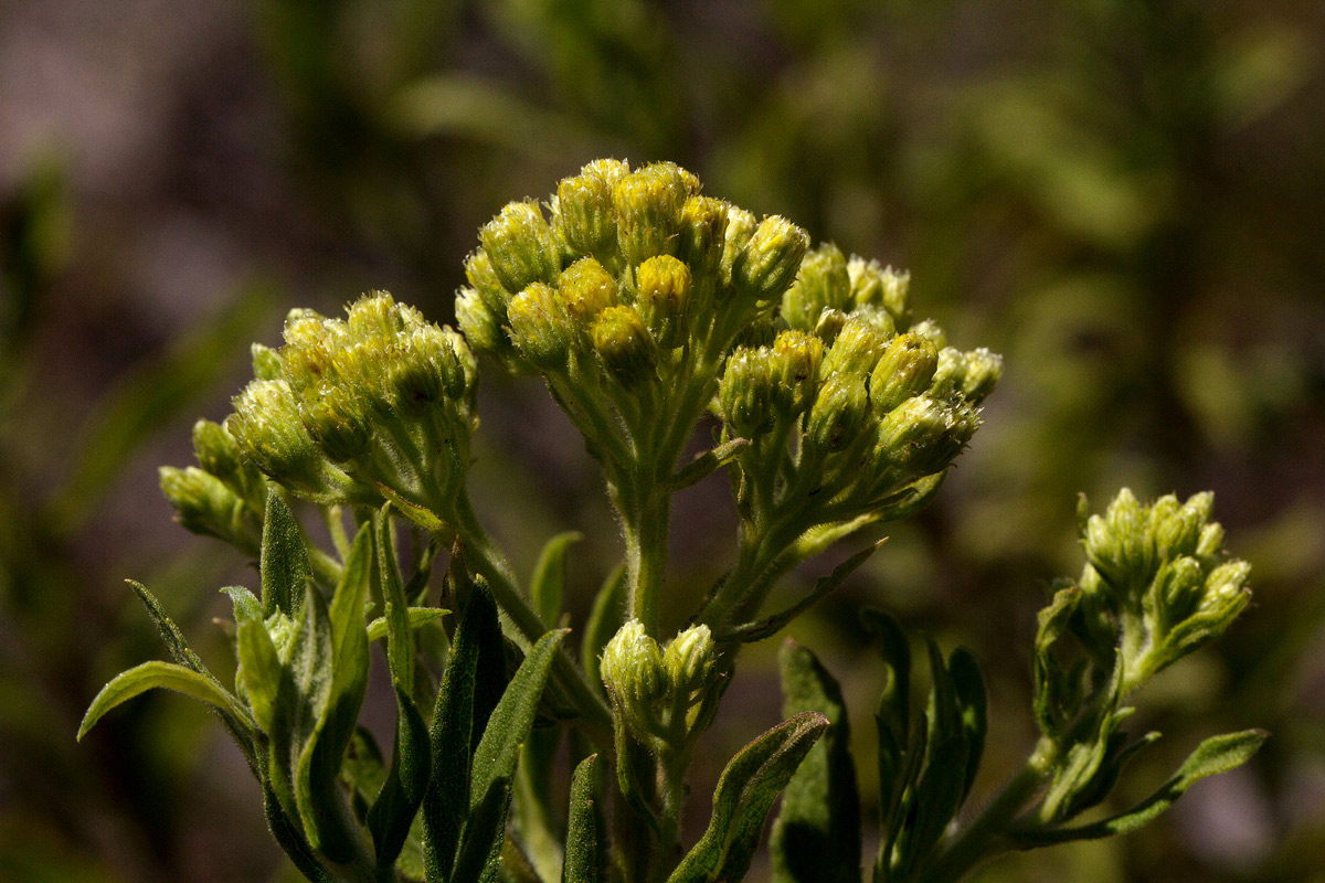 Microglossa pyrrhopappa Microglossa pyrrhopappa