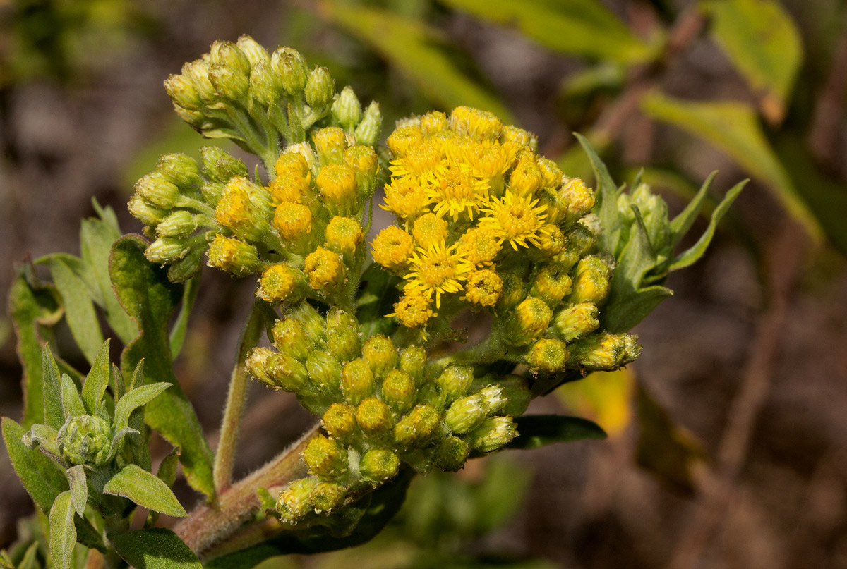 Microglossa pyrrhopappa Microglossa pyrrhopappa