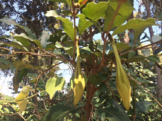Rothmannia whitfieldii Rothmannia whitfieldii