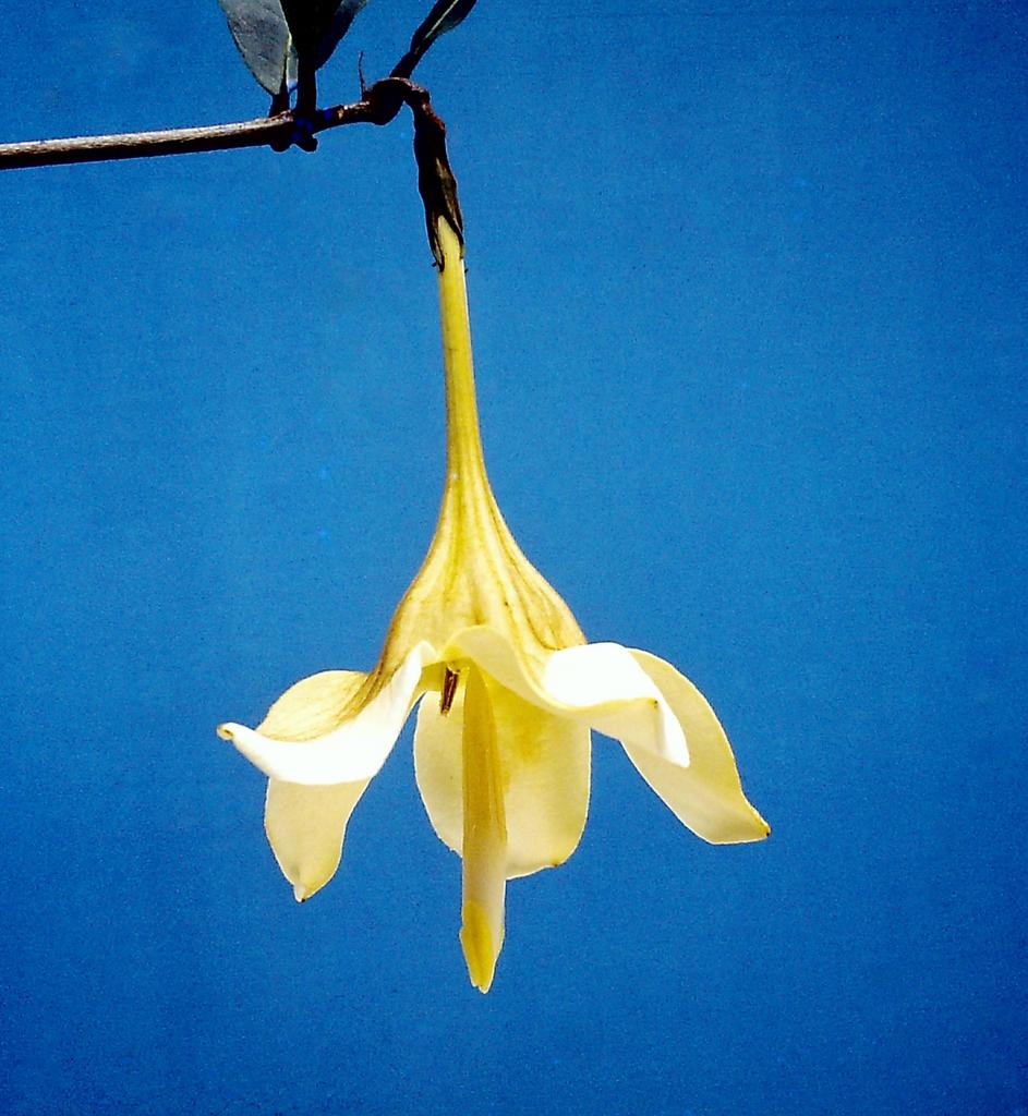 Rothmannia whitfieldii Rothmannia whitfieldii