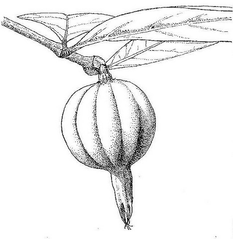 Rothmannia whitfieldii Rothmannia whitfieldii