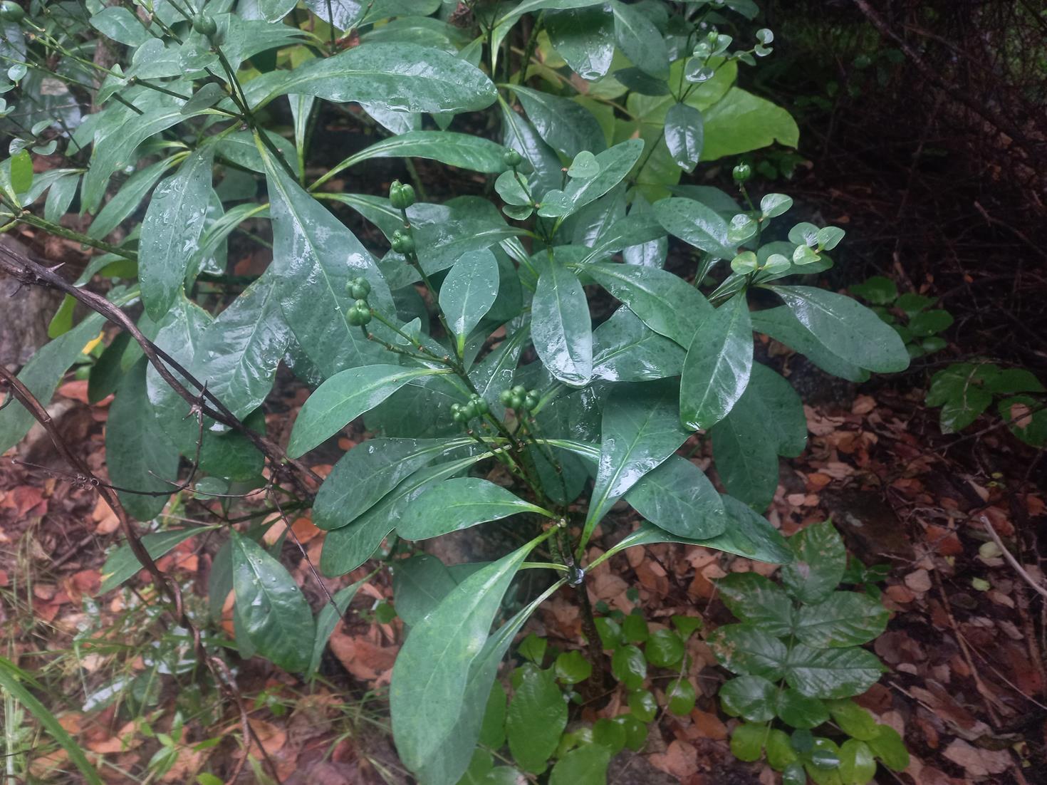 Synadenium glabratum Synadenium glabratum