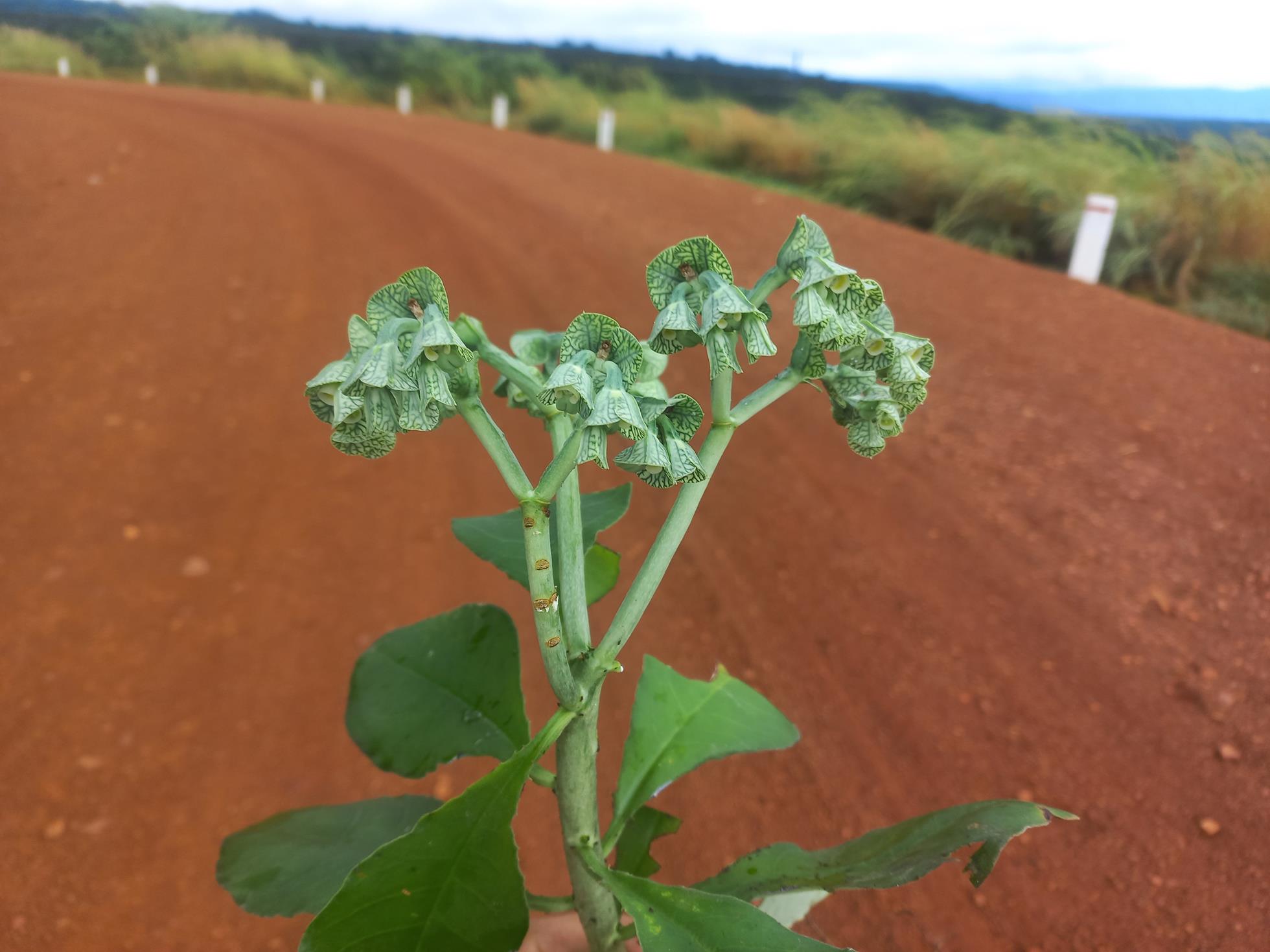 Synadenium glabratum Synadenium glabratum