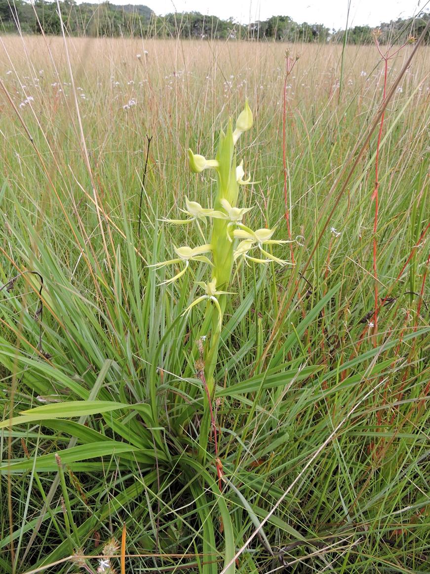 Centrostigma clavatum Centrostigma clavatum
