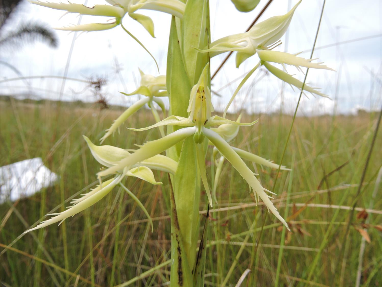 Centrostigma clavatum Centrostigma clavatum