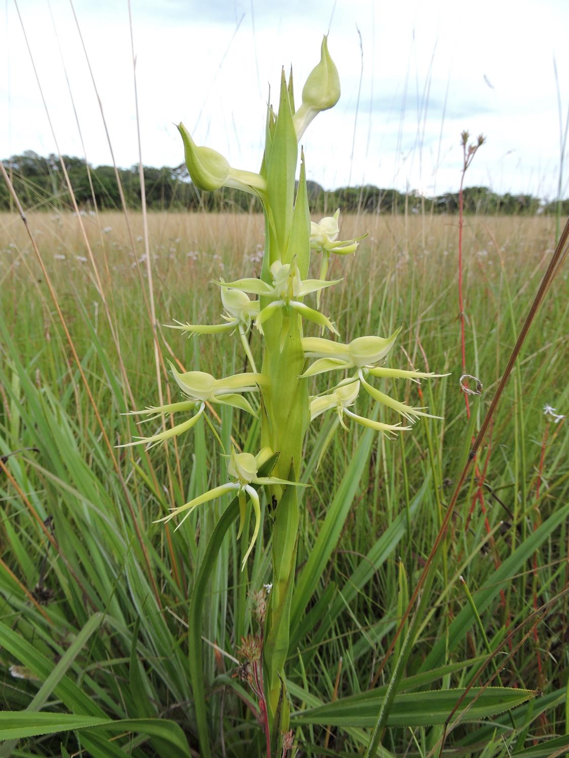 Centrostigma clavatum Centrostigma clavatum