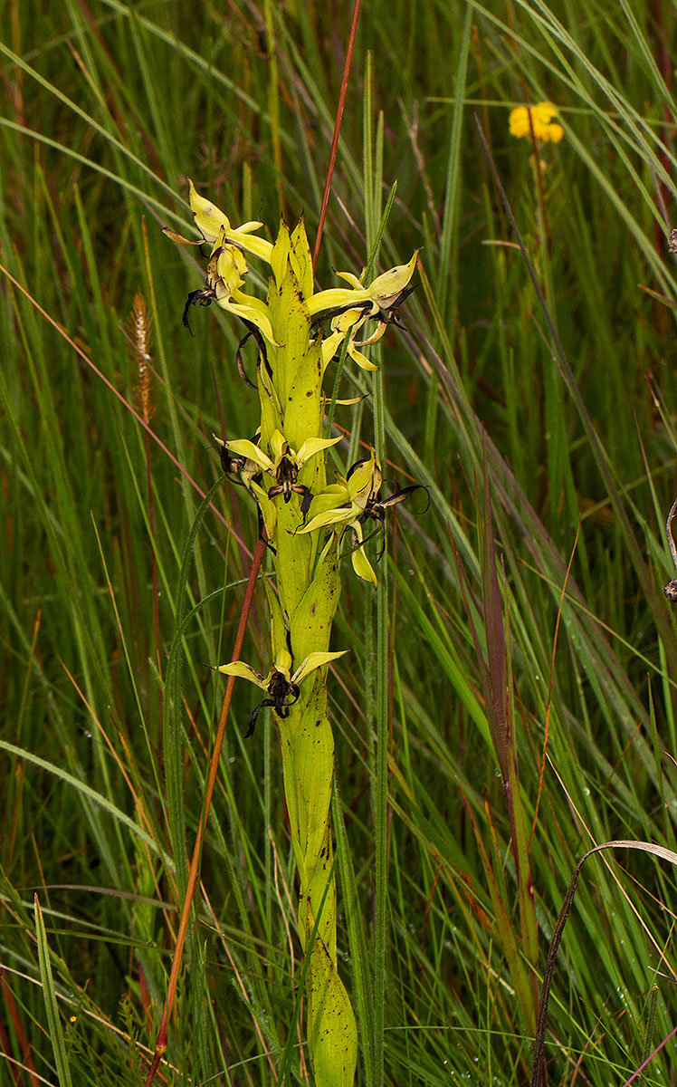 Centrostigma clavatum Centrostigma clavatum