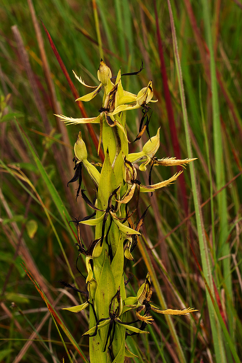 Centrostigma clavatum Centrostigma clavatum