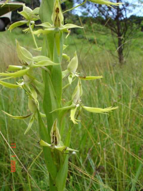 Centrostigma clavatum Centrostigma clavatum