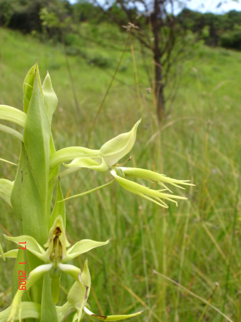 Centrostigma clavatum Centrostigma clavatum